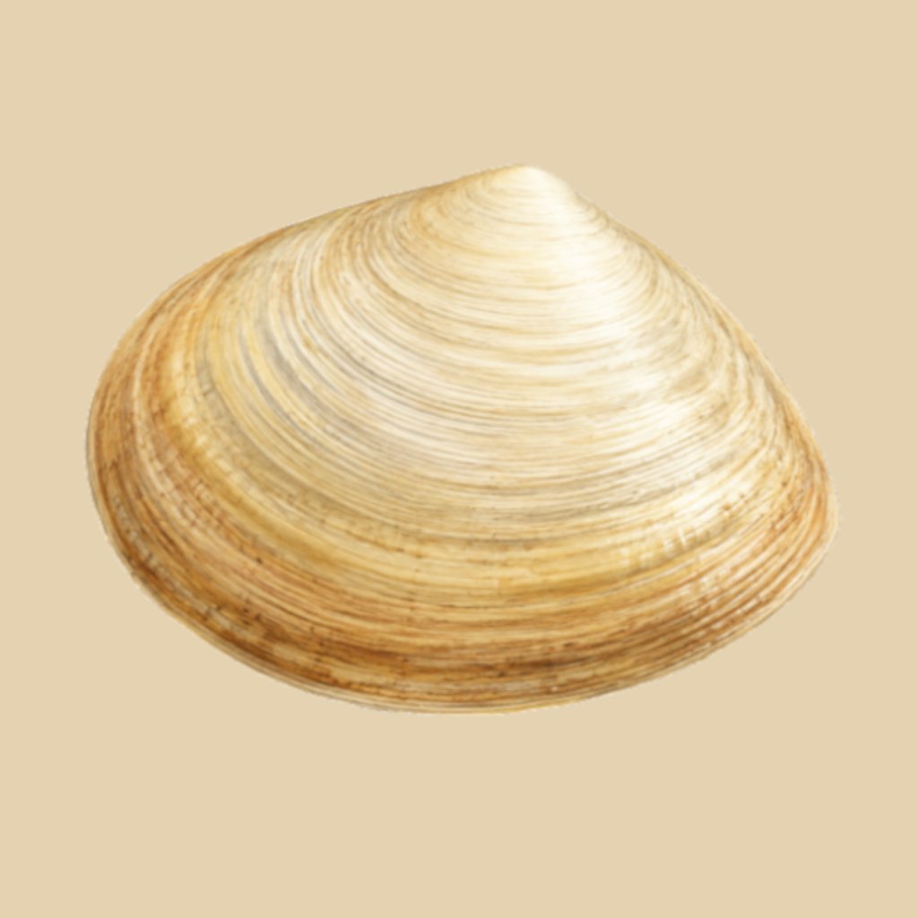 Costacallista suberycinoides